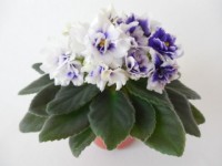 Rob`s Cotton Ball (R. Robinson)
