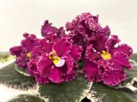 ��-Black Cherry