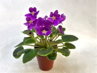 Hunter`s Bella (K.Muzalewski)