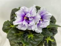 ��-���� � �������