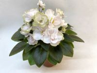 Hunter`s Antique (K.Muzalewski) 