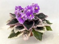 Jolly Mist (H.Pittman)