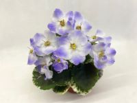 Shirl`s Hawaiian Lei (S.Sanders)