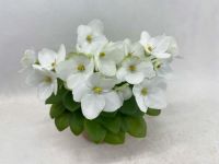 Mac`s Elegant Emerald (G.McDonald)