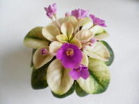 Rob`s Flirtatious Floozie (R. Robinson)