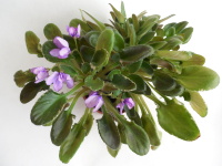 Senk`s Merlot (R. Follett/D. Senk) 