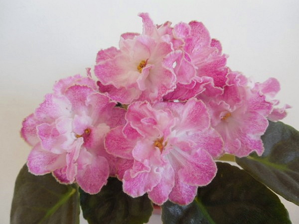 Фиалка ле марципановая роза фото и описание